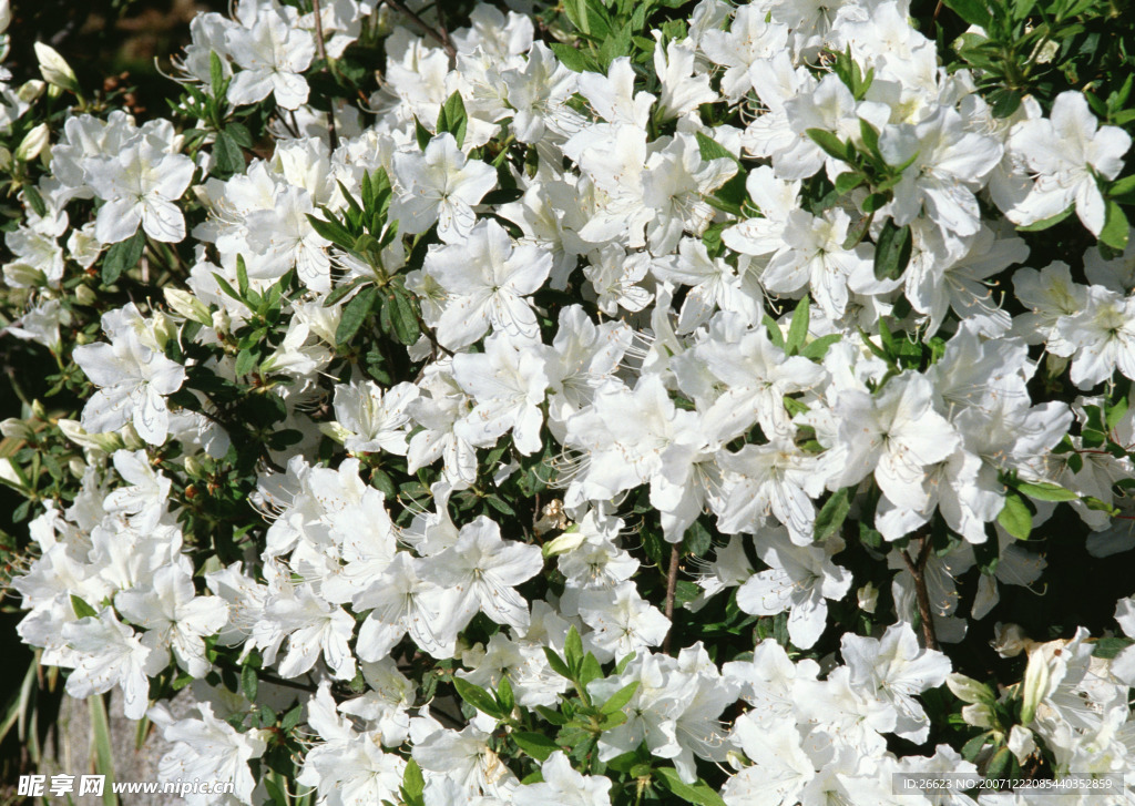 百花大赏