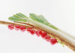 蔬菜瓜果