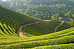 茶山