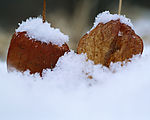 雪景树叶