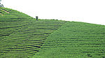 武义茶山1