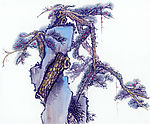 山水水墨画 松树 古松