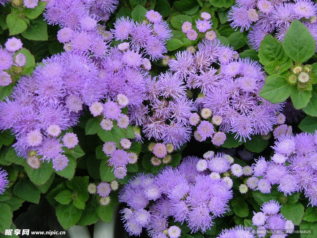 小蓝花