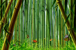 竹林 风景