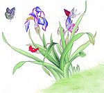 花鸟国画