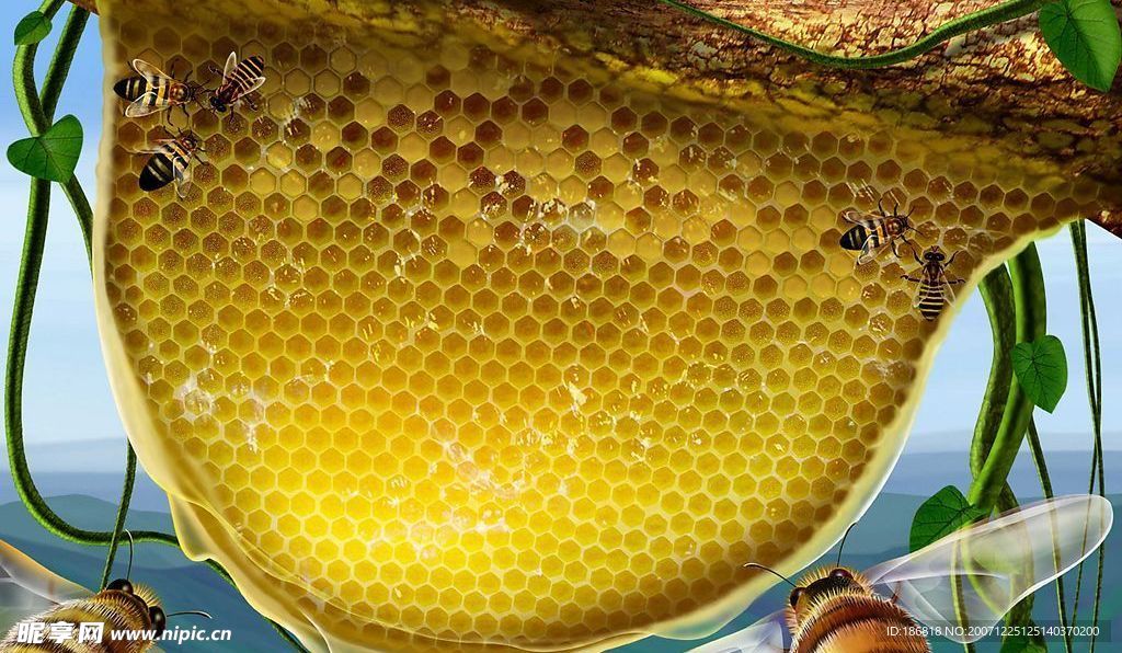 蜜蜂、蜂巢、藤类植物高清晰分层