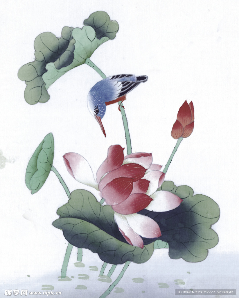 荷花画