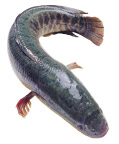 小鱼