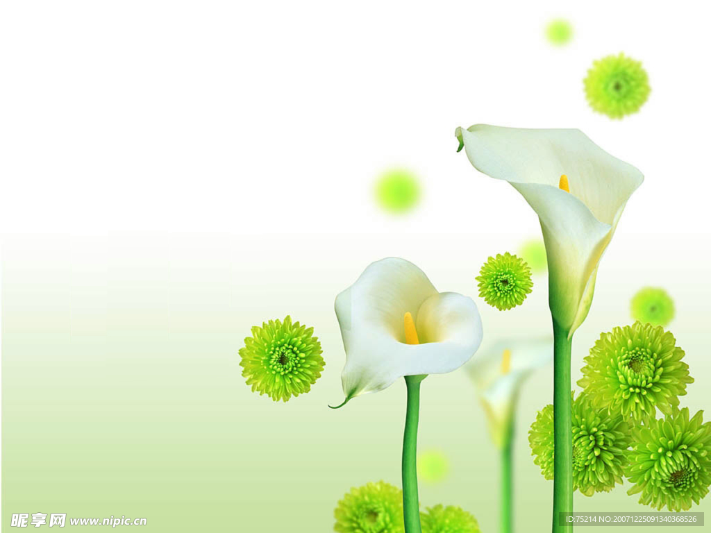背景鲜花