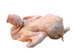 生鸡