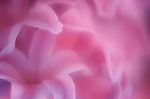 花花