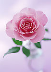 芬芳玫瑰花