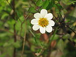 一朵小白花