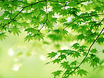 片片枫叶情