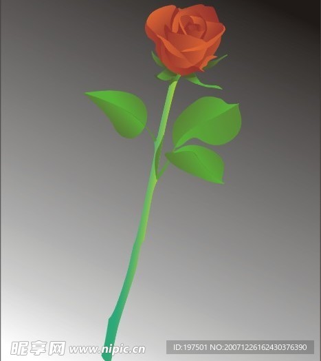 玫瑰花
