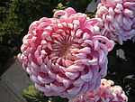 菊花2