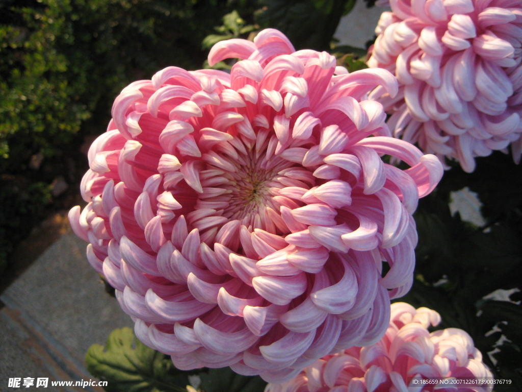 菊花2