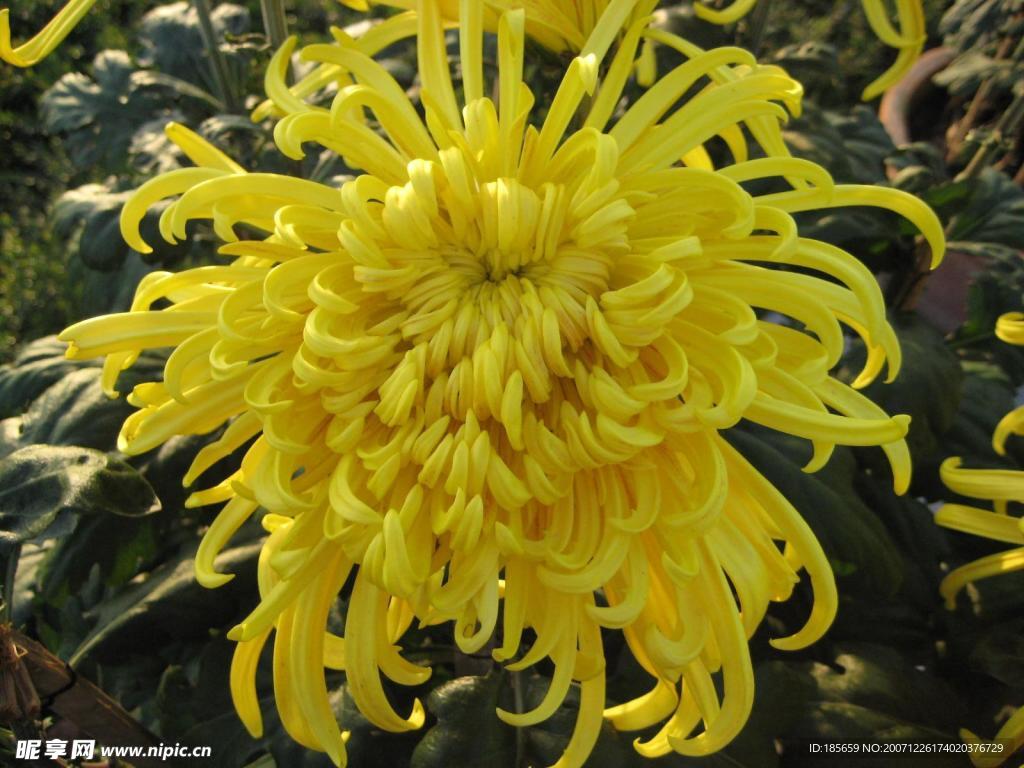 菊花3