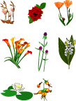 矢量鲜花