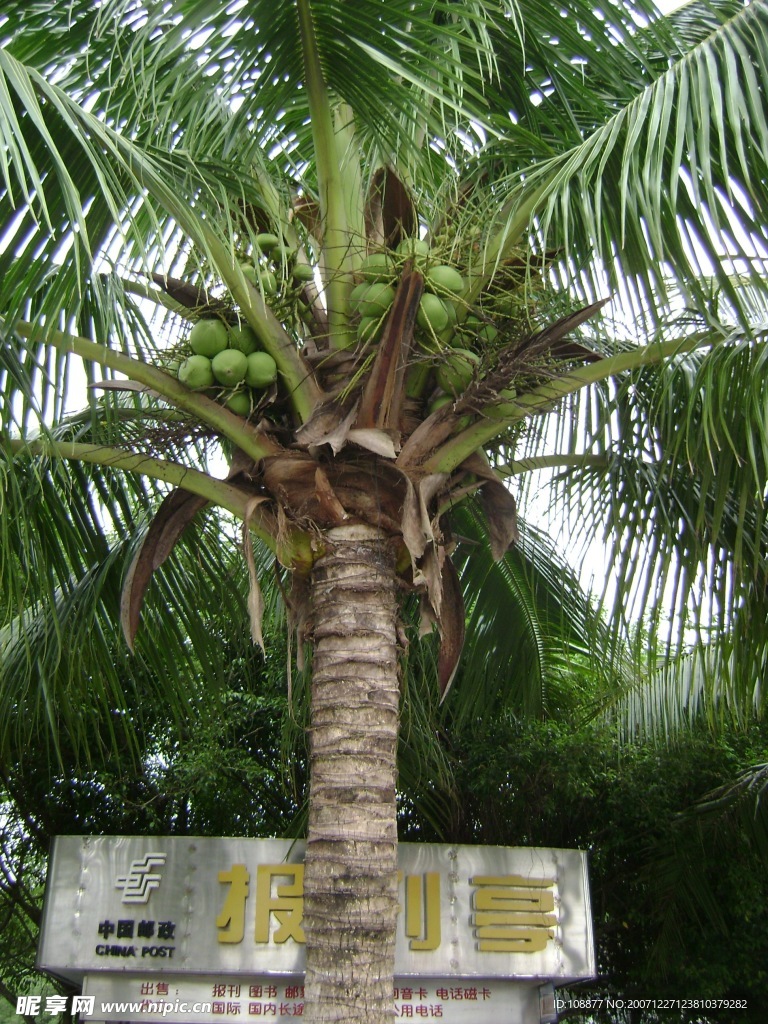 椰树