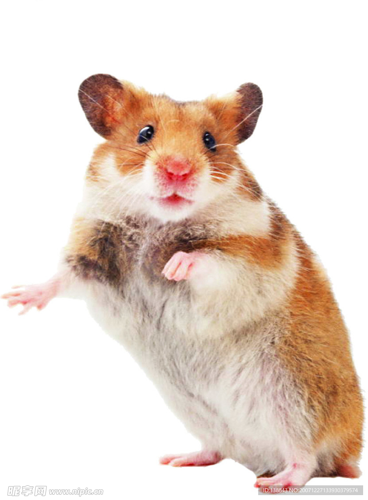 宠物鼠