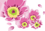 矢量菊花