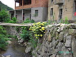 仙人掌花
