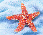 海星