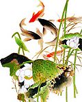 鲤鱼荷花图