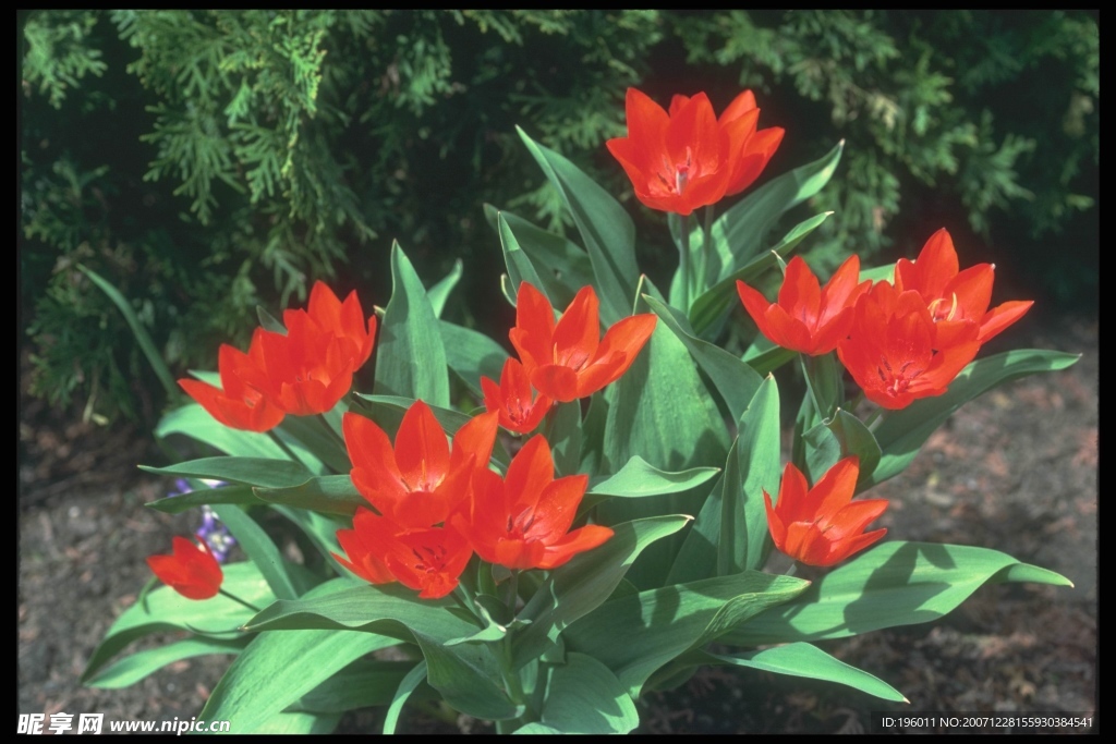 花草世界