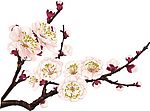 粉色梅花