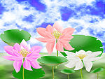 荷花
