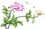 花鸟国画