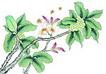 花鸟国画