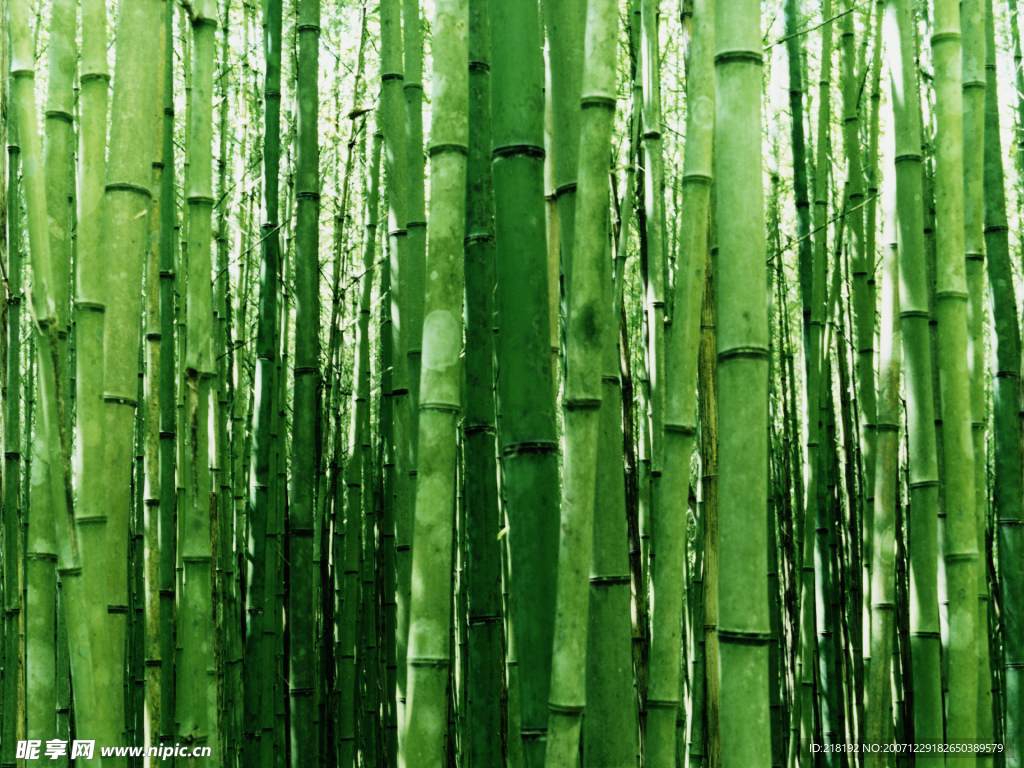 竹林
