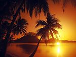海边椰林