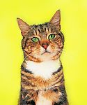 可爱之猫
