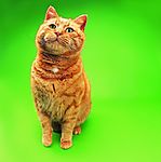 可爱之猫