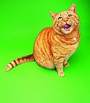 可爱之猫