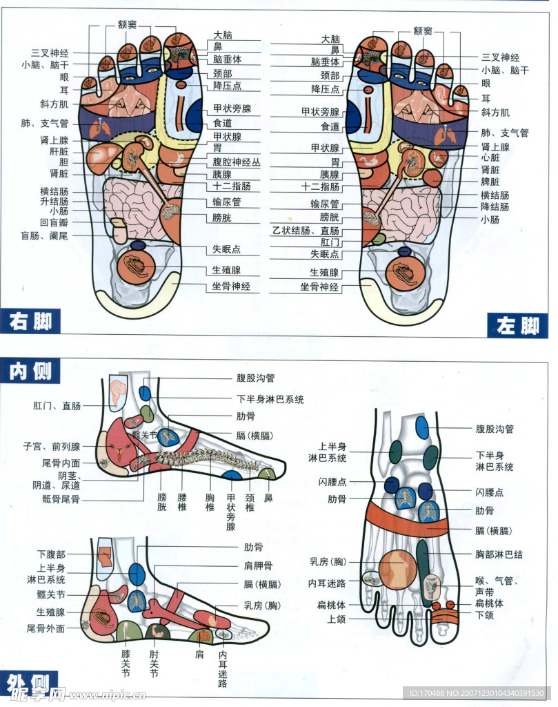 脚部穴位图