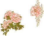 牡丹花