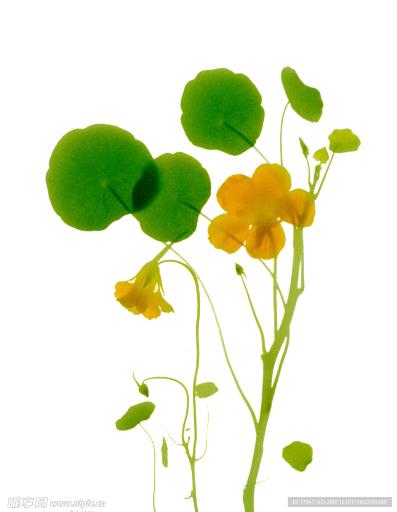 植物