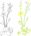 花花