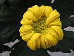 菊花5