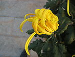 菊花6