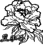 黑牡丹