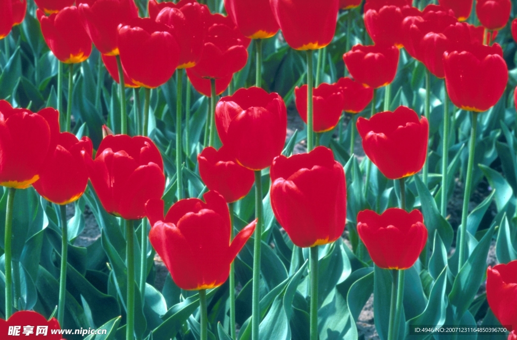 花之写真