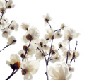 白花