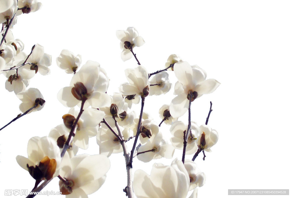 白花
