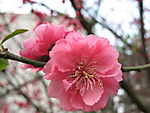 桃花2